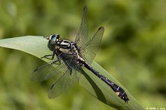 Gemeine Keiljungfer (Gomphus vulgatissimus)