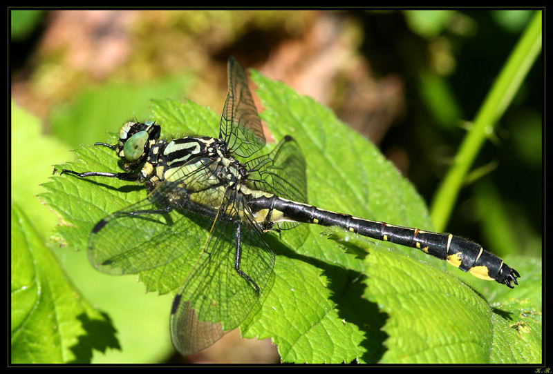 Gemeine Keiljungfer - Gomphus vulgatissimus