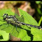 Gemeine Keiljungfer - Gomphus vulgatissimus