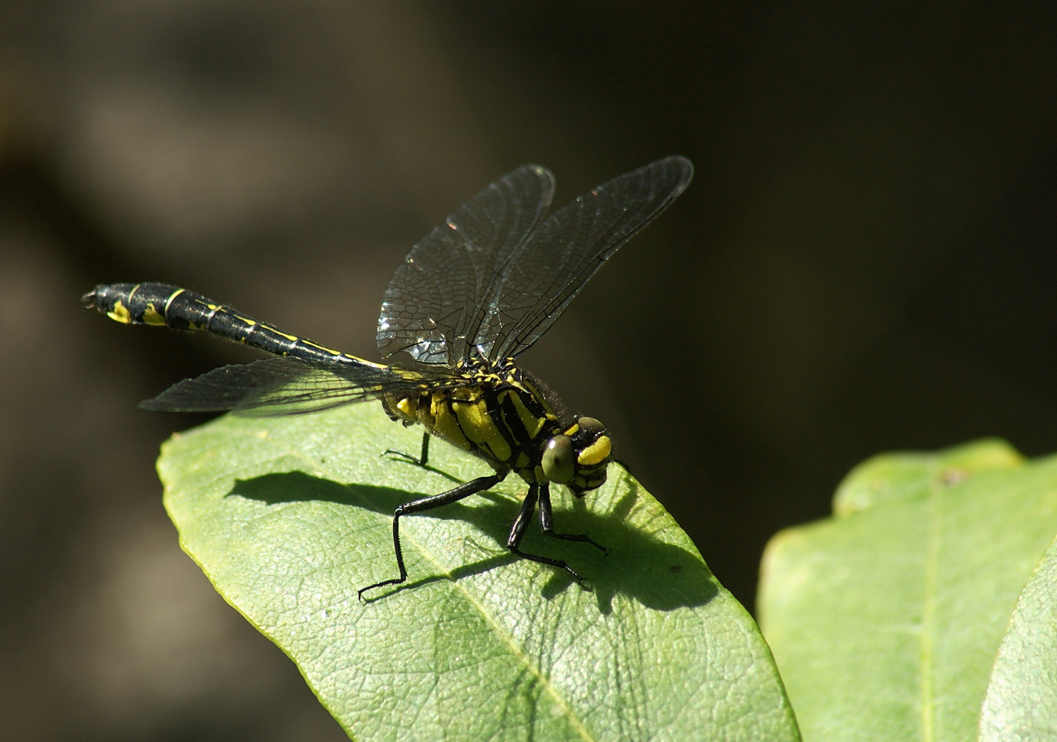 Gemeine Keiljungfer (Gomphus vulgatissimus)...