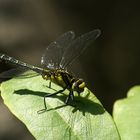 Gemeine Keiljungfer (Gomphus vulgatissimus)...