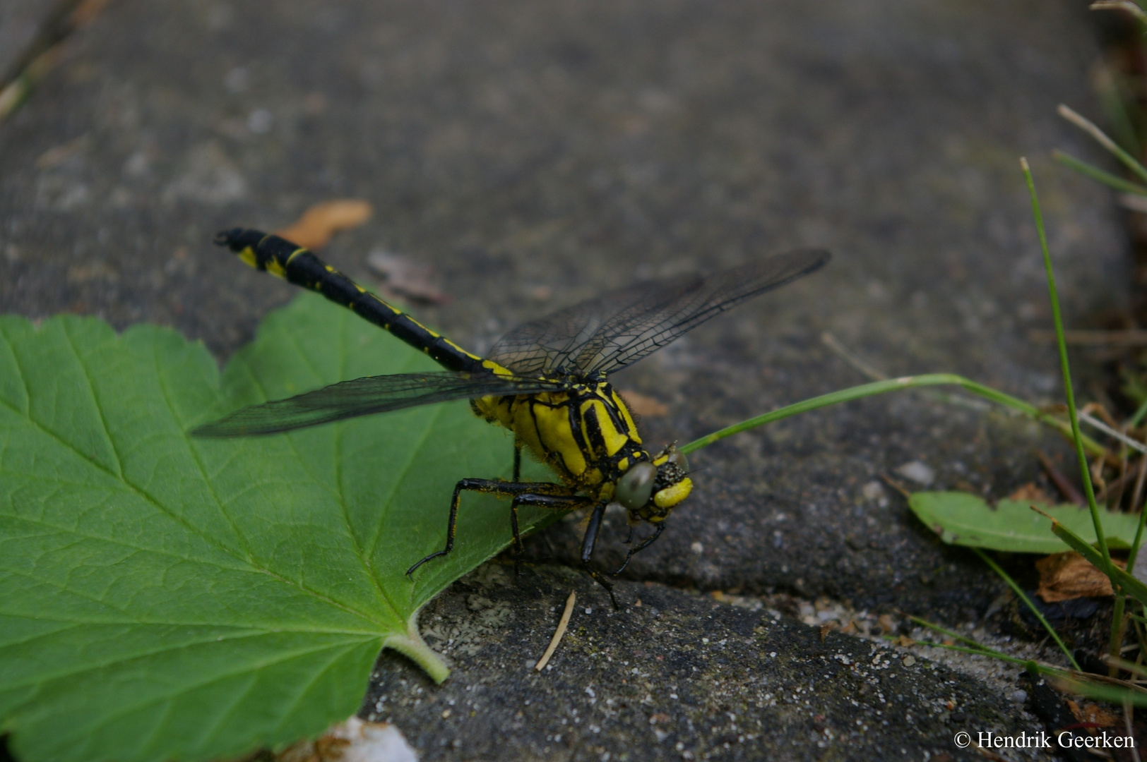 Gemeine Keiljungfer (Gomphus vulgatissimus) auf Blatt