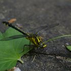 Gemeine Keiljungfer (Gomphus vulgatissimus) auf Blatt