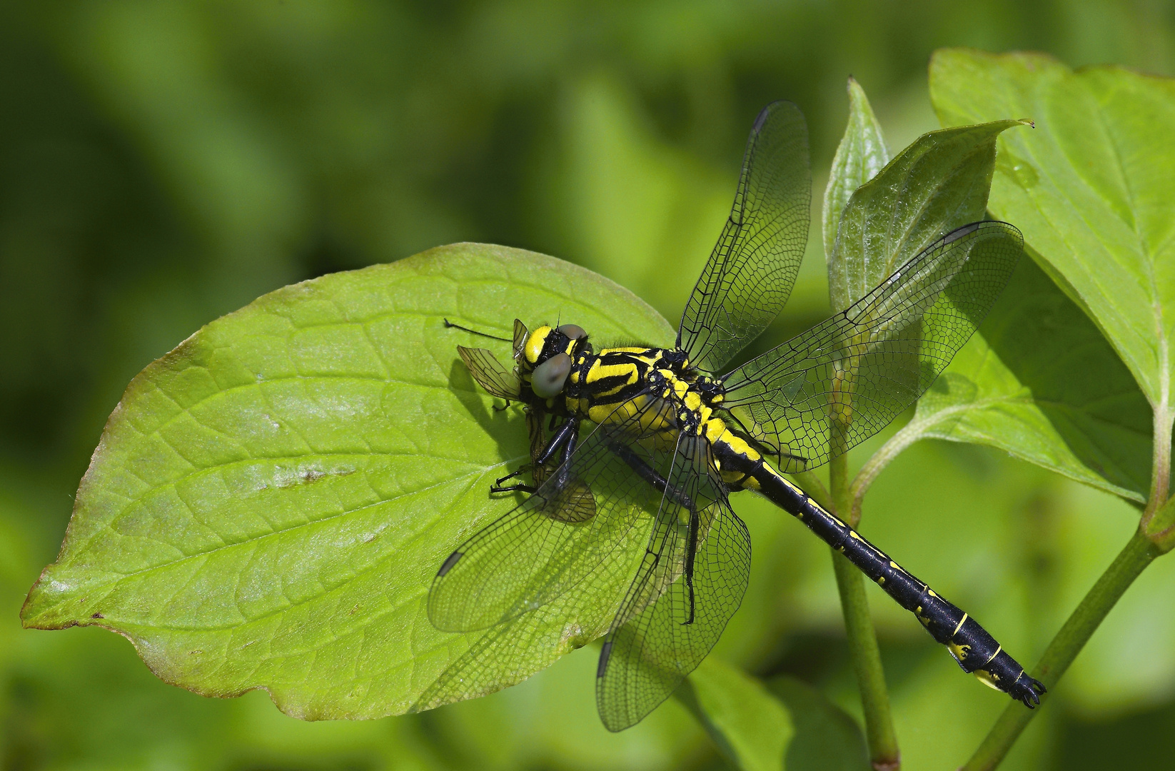 Gemeine Keiljungfer (Gomphus vulgatissimus)