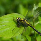 Gemeine Keiljungfer (Gomphus vulgatissimus)