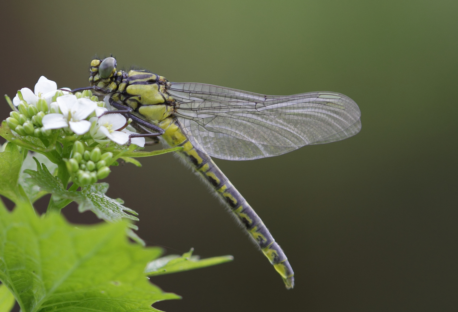 Gemeine Keiljungfer -. Gomphus vulgatissimus.