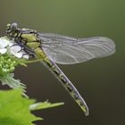 Gemeine Keiljungfer -. Gomphus vulgatissimus.