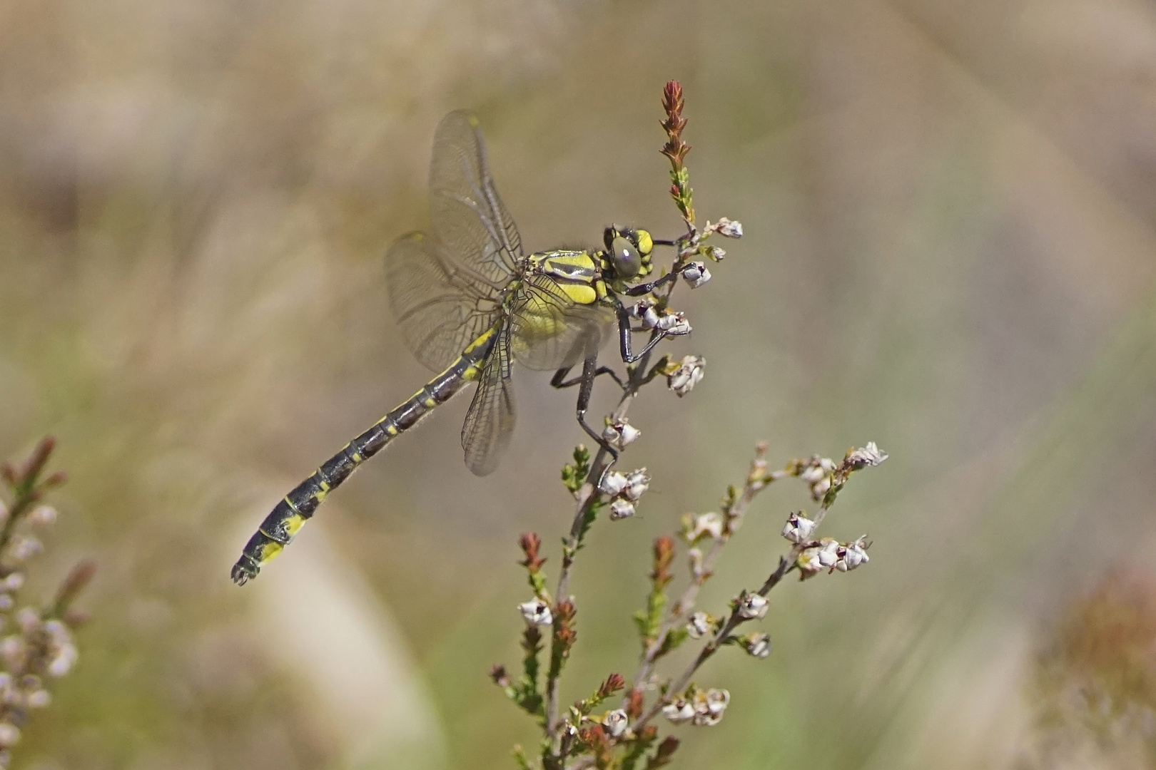 Gemeine Keiljungfer (Gomphus vulgatissimus)