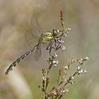 Gemeine Keiljungfer (Gomphus vulgatissimus)