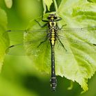 Gemeine Keiljungfer (Gomphus vulgatissimus), junges Männchen