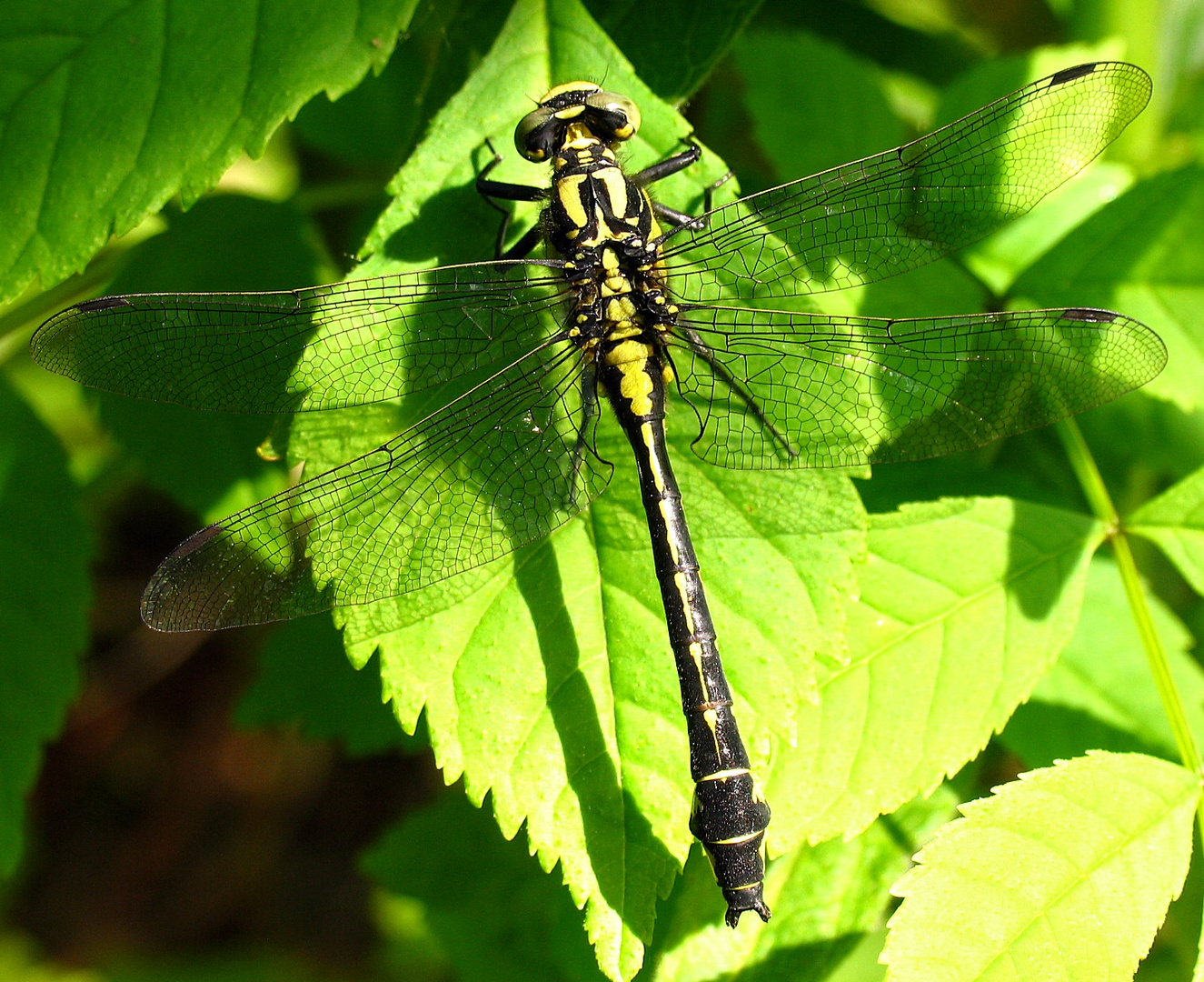 Gemeine Keiljungfer (Gomphus vulgatissimus), Männchen