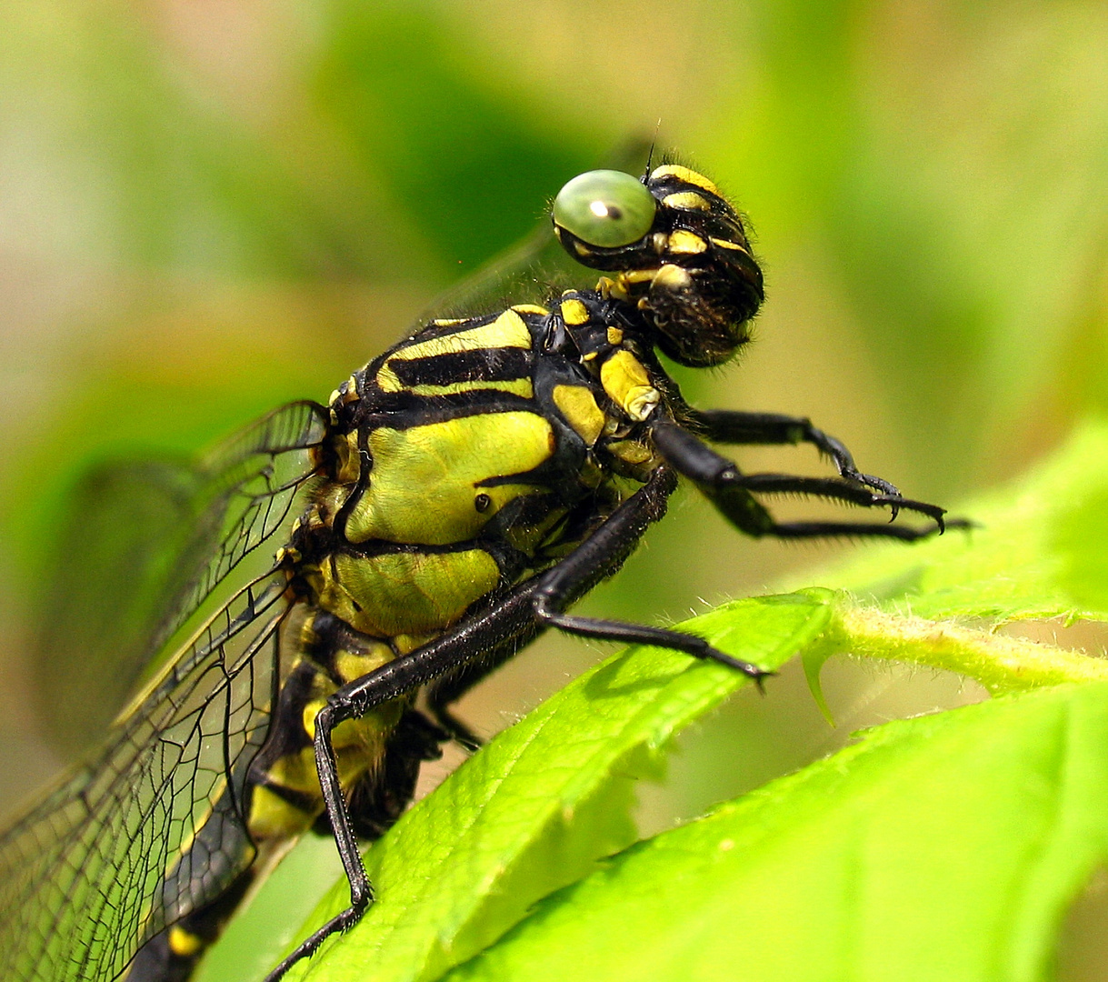 Gemeine Keiljungfer (Gomphus vulgatissimus), Männchen