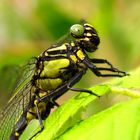 Gemeine Keiljungfer (Gomphus vulgatissimus), Männchen