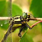 Gemeine Keiljungfer (Gomphus vulgatissimus), Männchen - alles im Blick