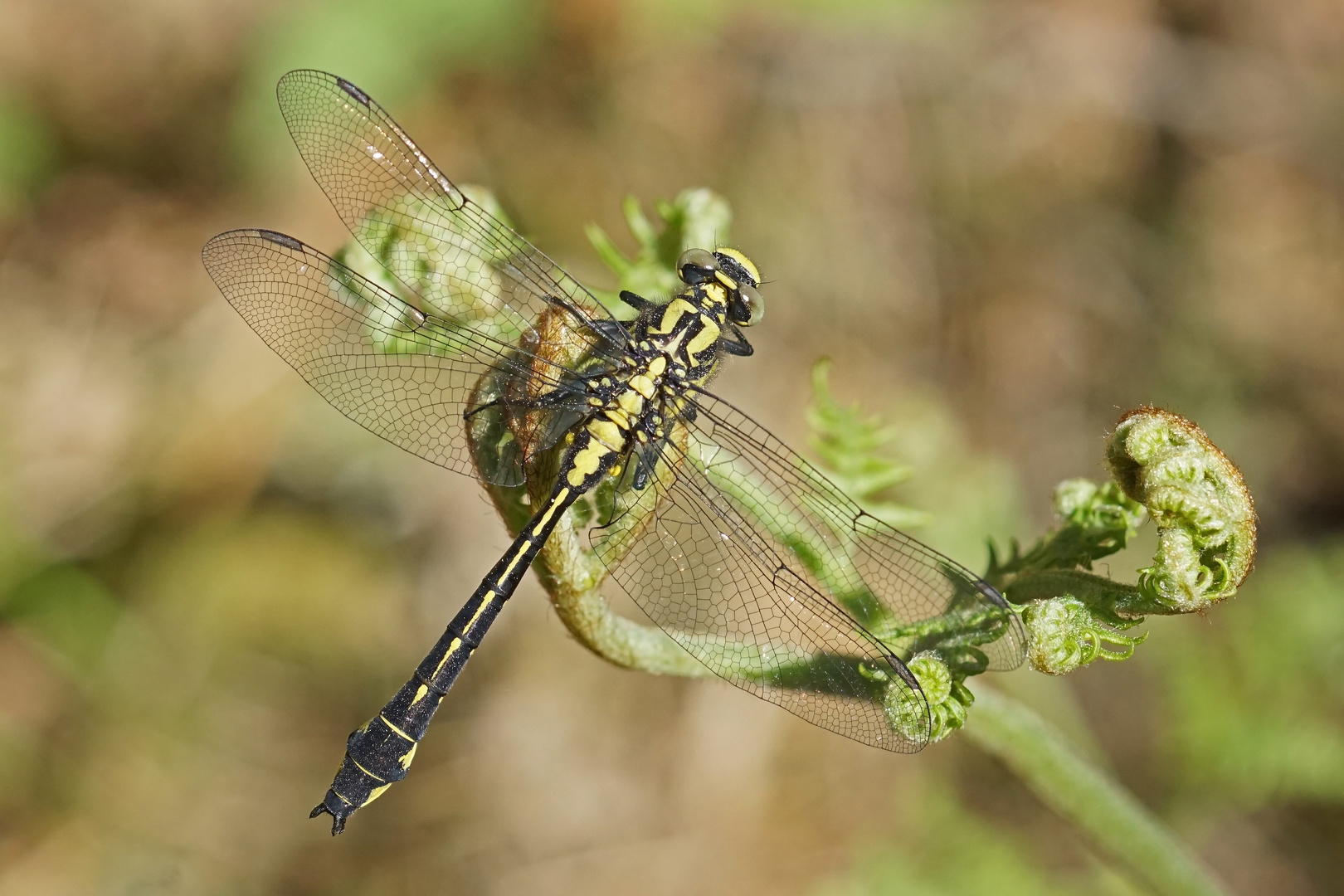 Gemeine Keiljungfer (Gomphus vulgatissimus), Männchen