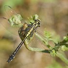 Gemeine Keiljungfer (Gomphus vulgatissimus), Männchen