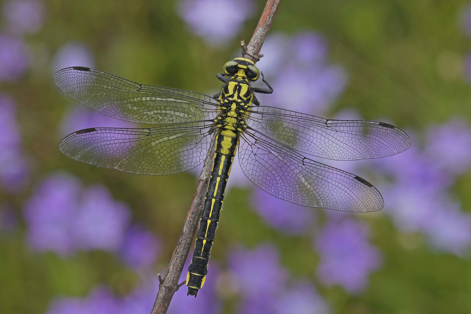 Gemeine Keiljungfer (Gomphus vulgatissimus), Weibchen