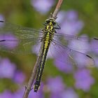 Gemeine Keiljungfer (Gomphus vulgatissimus), Weibchen