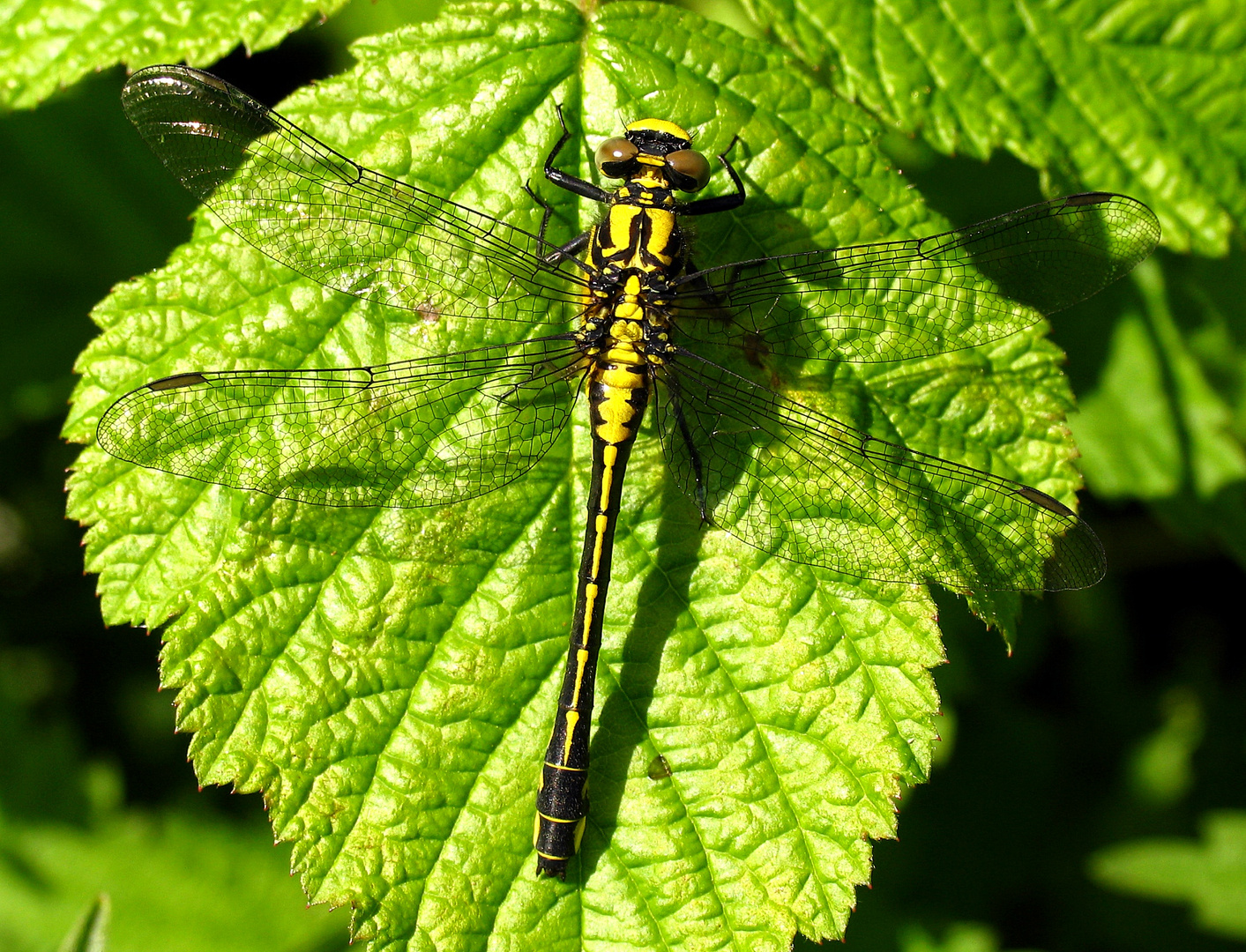 Gemeine Keiljungfer (Gomphus vulgatissimus), Weibchen