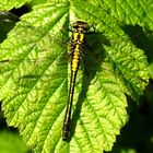 Gemeine Keiljungfer (Gomphus vulgatissimus), Weibchen