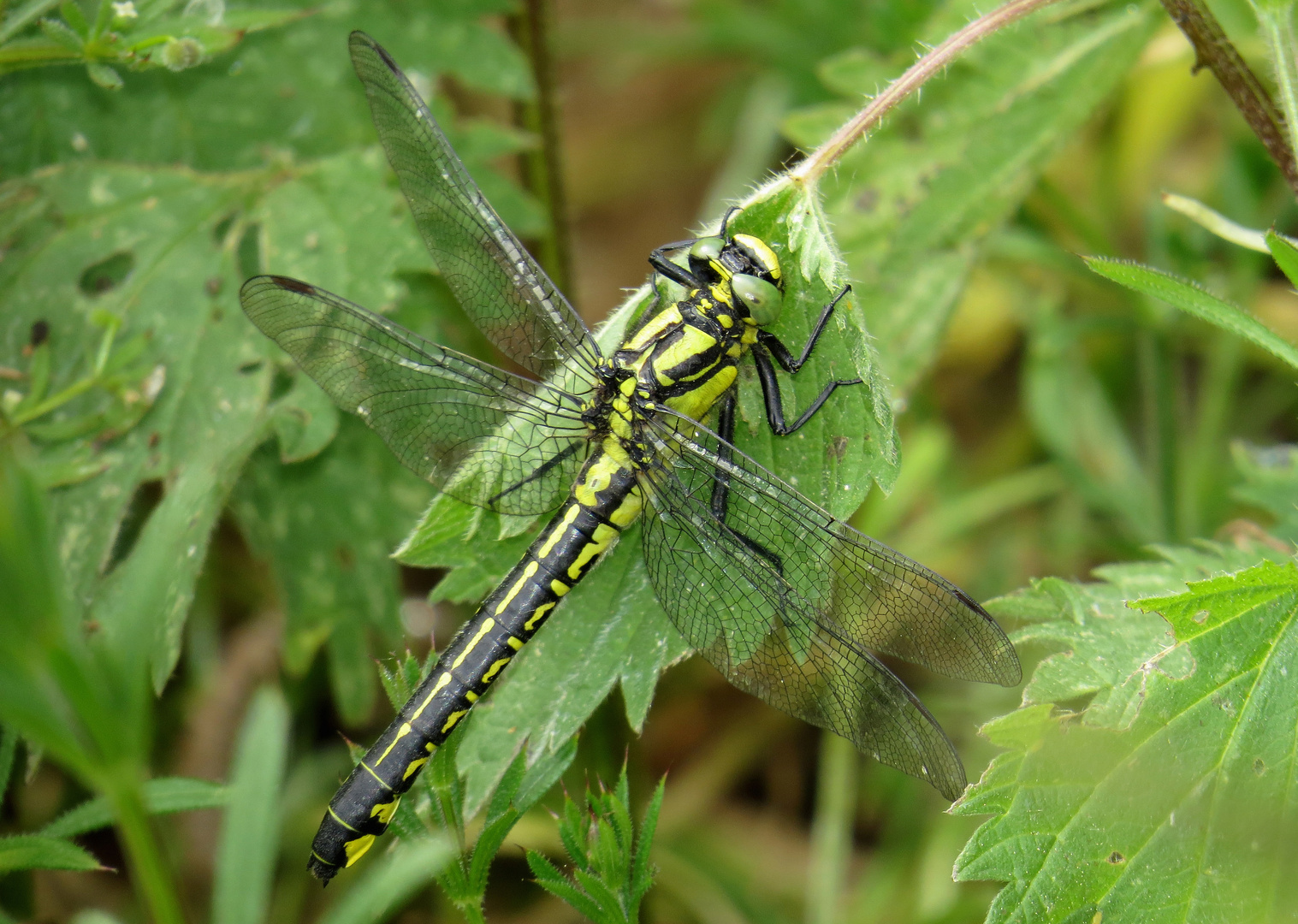 Gemeine Keiljungfer, Gomphus vulgatissimus, Weibchen 