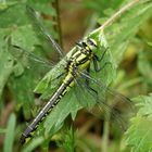 Gemeine Keiljungfer, Gomphus vulgatissimus, Weibchen 