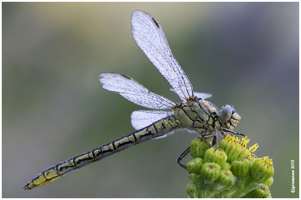 Gemeine Keiljungfer (Gomphus vulgatissimus), Weibchen am morgen......