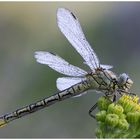 Gemeine Keiljungfer (Gomphus vulgatissimus), Weibchen am morgen......