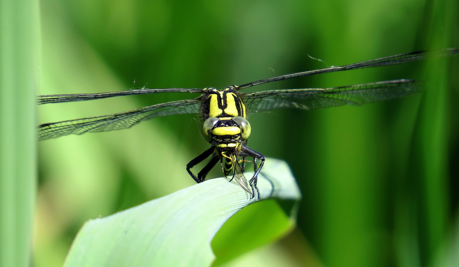 Gemeine Keiljungfer (Gomphus vulgatissimus), Weibchen beim Fressen