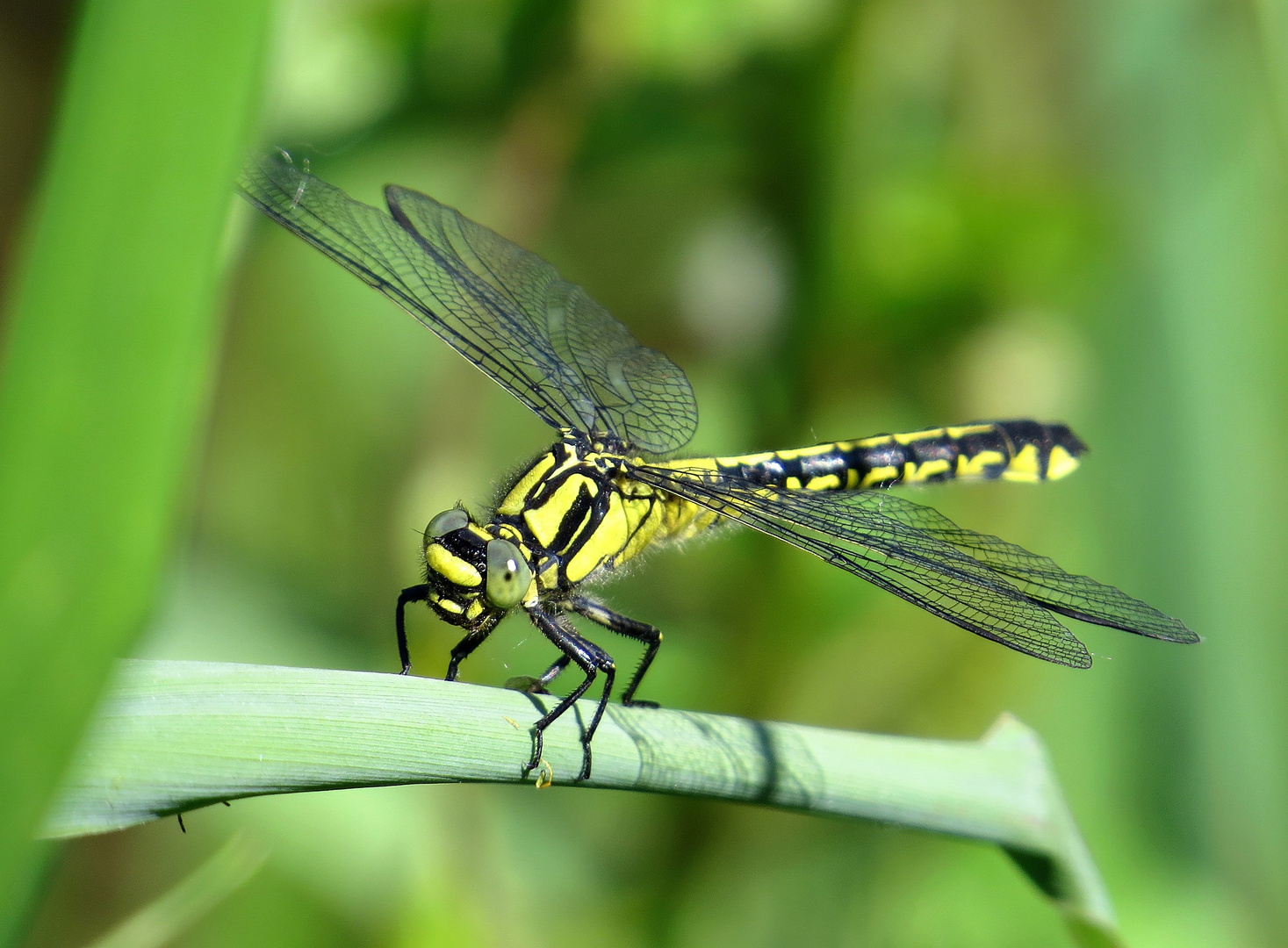 Gemeine Keiljungfer (Gomphus vulgatissimus), Weibchen 