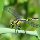 Gemeine Keiljungfer (Gomphus vulgatissimus), Weibchen 