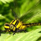 Gemeine Keiljungfer (Gomphus vulgatissimus), Weibchen mit Blickkontakt