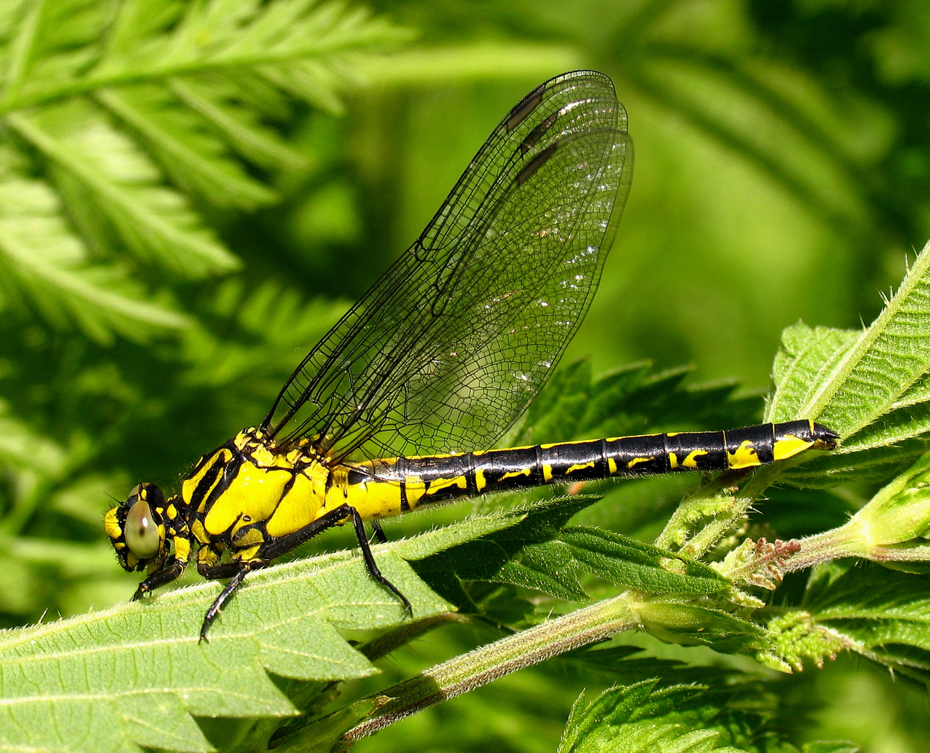 Gemeine Keiljungfer (Gomphus vulgatissimus), Weibchen mit geschlossenen Flügen