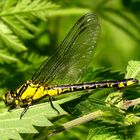 Gemeine Keiljungfer (Gomphus vulgatissimus), Weibchen mit geschlossenen Flügen