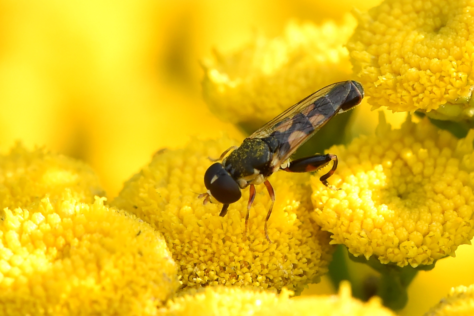 Gemeine Keulenschwebfliege (Syritta pipiens)