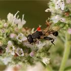 Gemeine Keulenschwebfliege (Syritta pipiens)