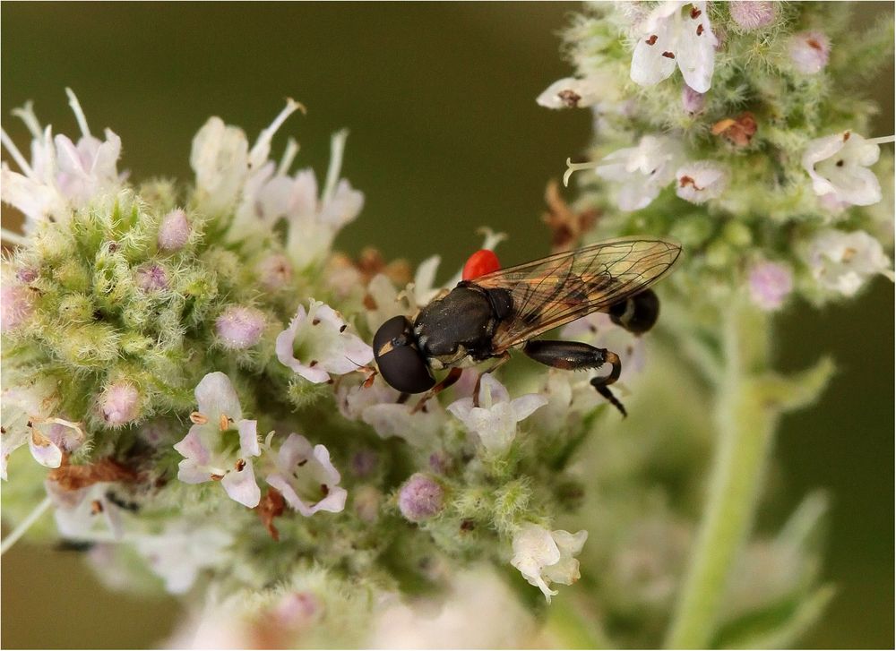 Gemeine Keulenschwebfliege (Syritta pipiens)