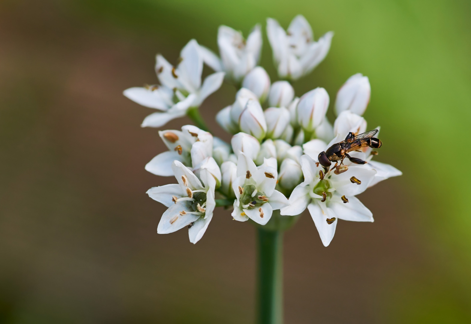 Gemeine Keulenschwebfliege  (Syritta pipiens)