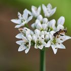 Gemeine Keulenschwebfliege  (Syritta pipiens)