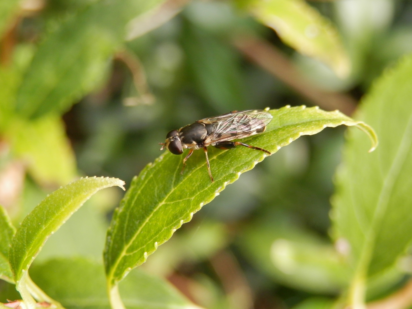 Gemeine Keulenschwebfliege (Syritta pipiens)