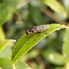 Gemeine Keulenschwebfliege (Syritta pipiens)