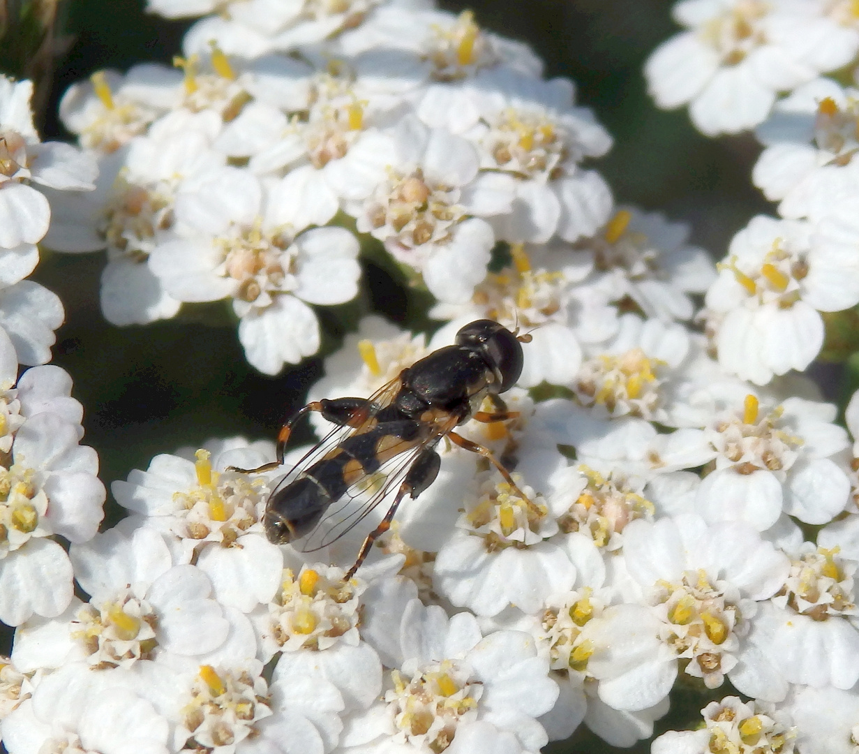 Gemeine Keulenschwebfliege (Syritta pipiens)