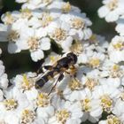 Gemeine Keulenschwebfliege (Syritta pipiens)