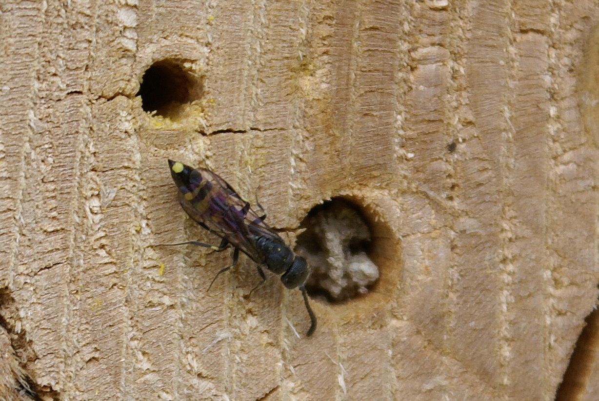 Gemeine Keulenwespe (Sapyga clavicornis)