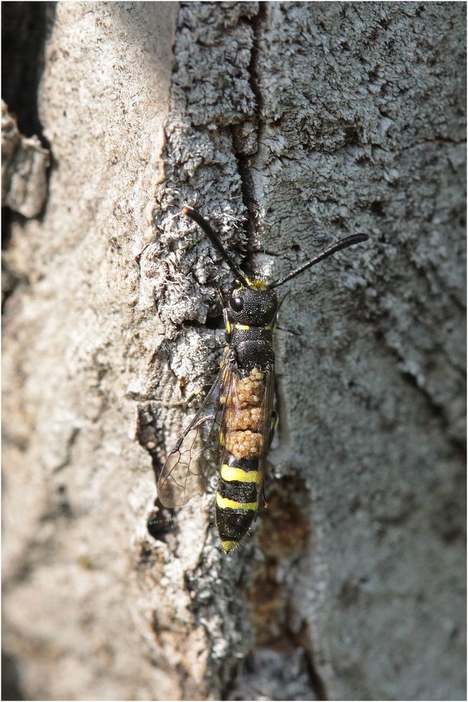 Gemeine Keulenwespe (Sapyga clavicornis)