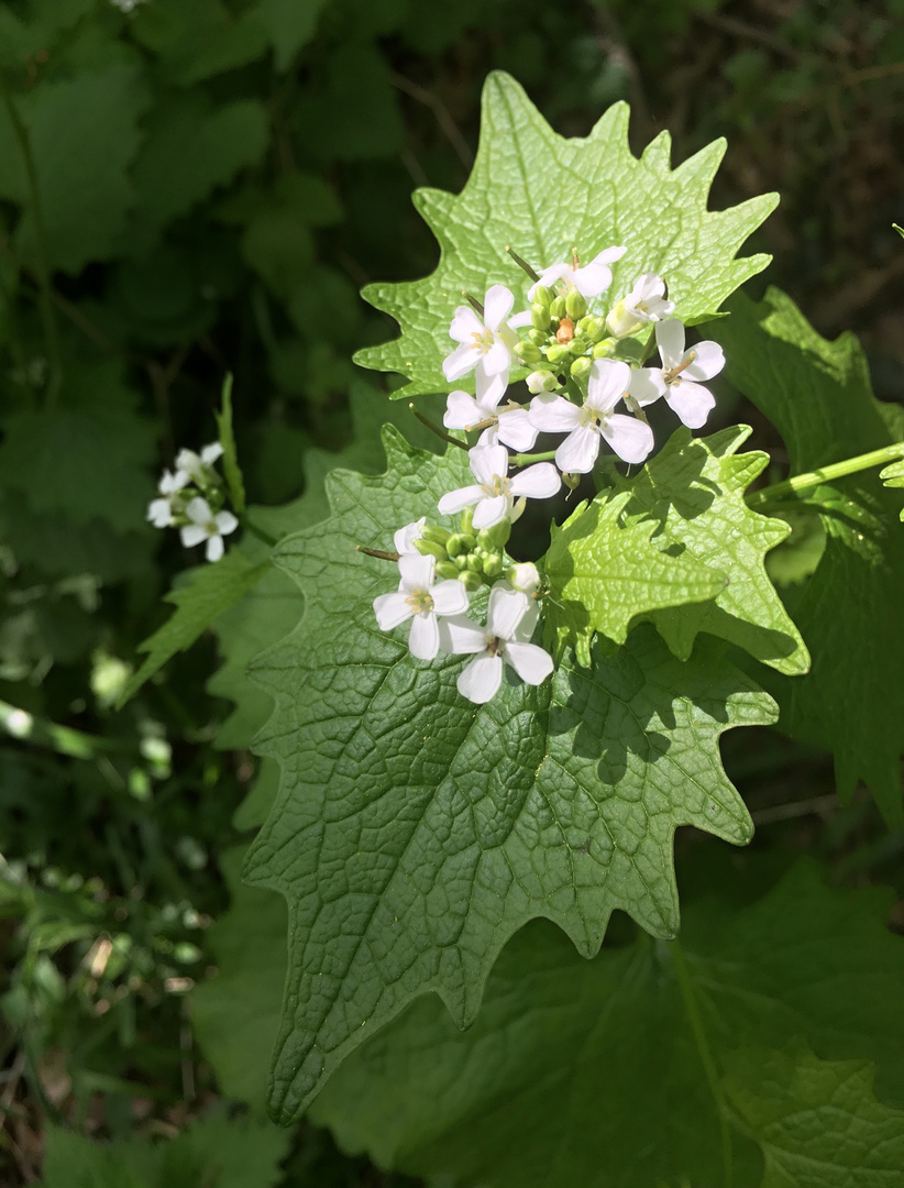 Gemeine Knoblauchrauke