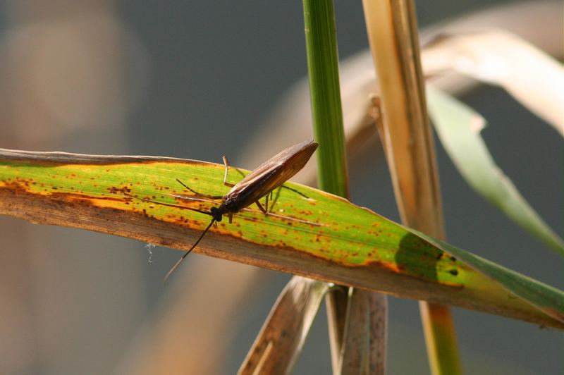 Gemeine Köcherfliege