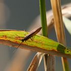 Gemeine Köcherfliege