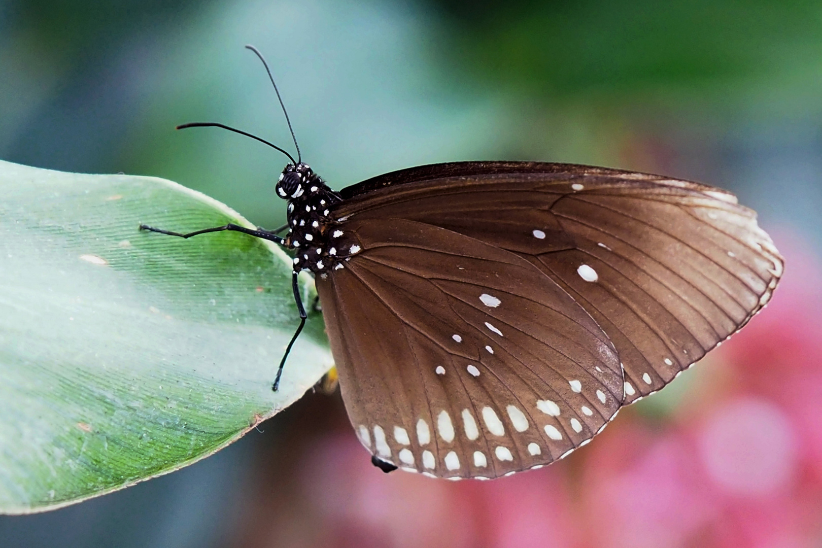 Gemeine Krähe (Euploea core)