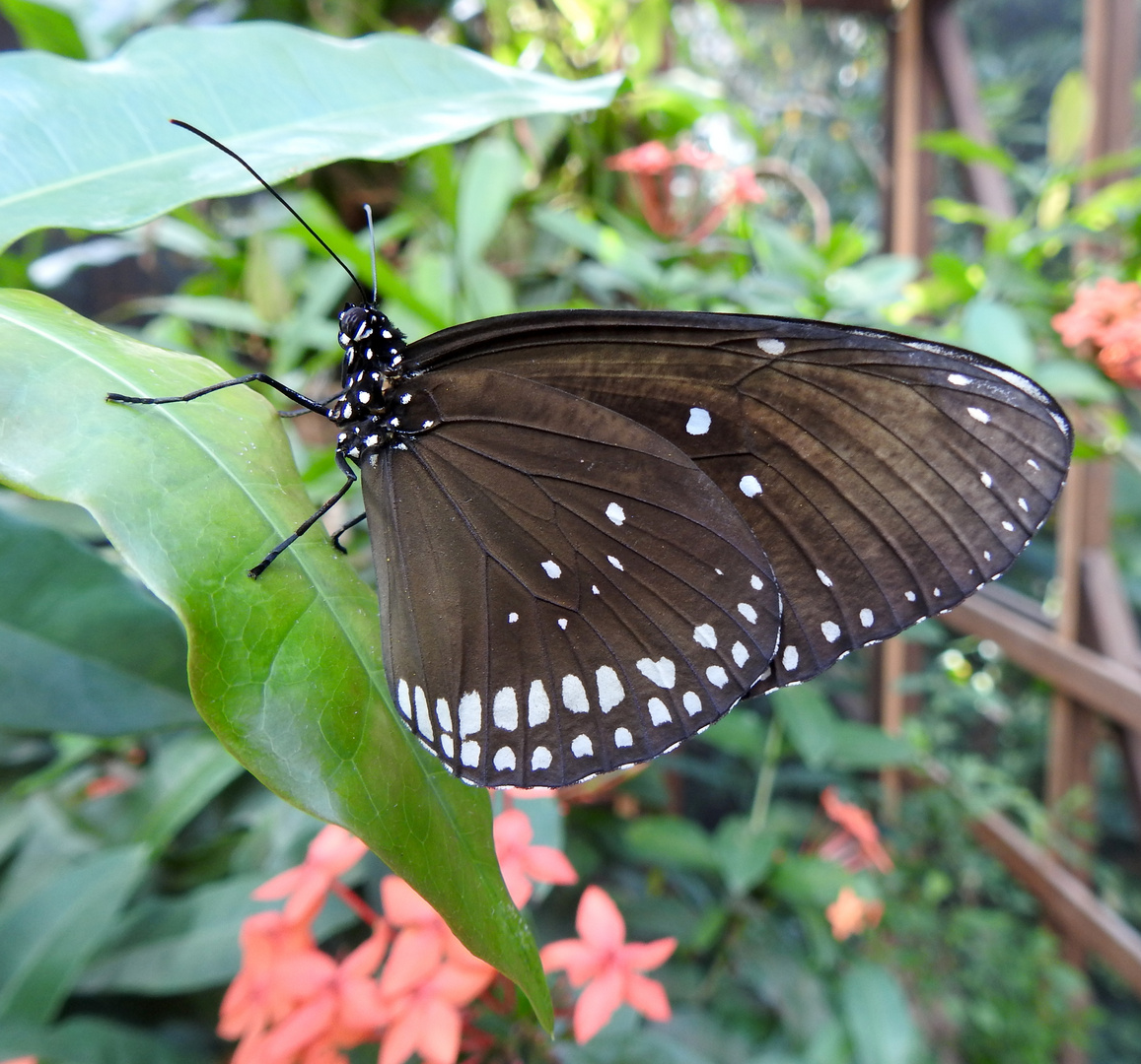 Gemeine Krähe(Euploea core graminifera)